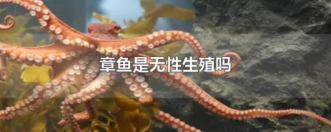 章鱼是无性生殖吗 章鱼是无性生殖吗