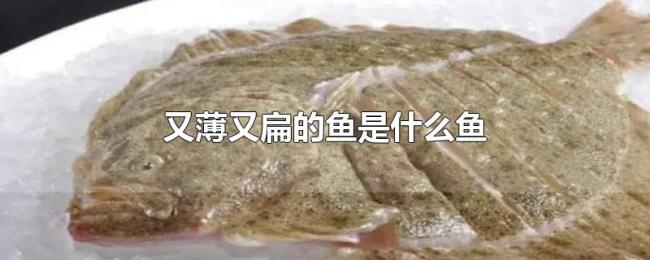 又薄又扁的鱼是什么鱼 又薄又扁的鱼是什么鱼
