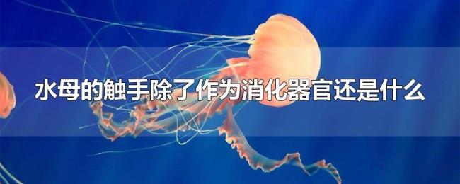 水母的触手除了作为消化器官还是什么 水母的触手除了作为消化器官还是什么