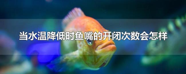 当水温降低时鱼嘴的开闭次数会怎样 当水温降低时鱼嘴的开闭次数会怎样