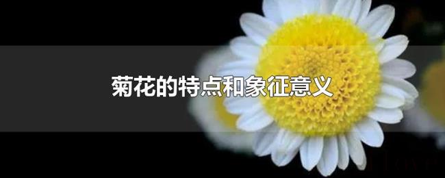 菊花的特点和象征意义