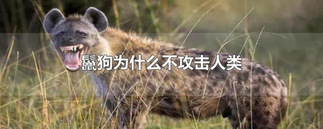 鬣狗为什么不攻击人类 鬣狗为什么不攻击人类