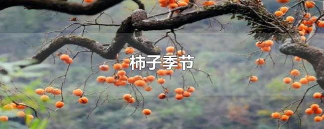 柿子季节 柿子季节