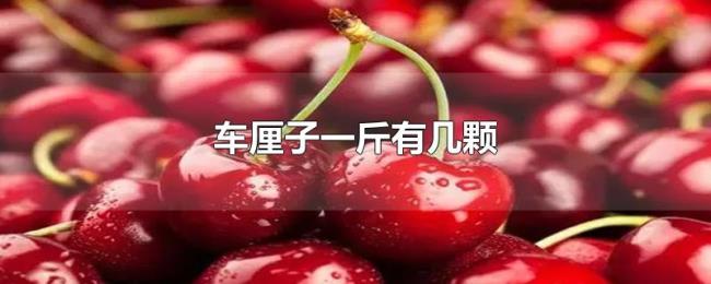 车厘子一斤有几颗