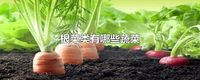 根菜类有哪些蔬菜 根菜类有哪些蔬菜