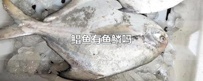 鲳鱼有鱼鳞吗