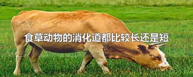 食草动物的消化道都比较长还是短 食草动物的消化道都比较长还是短