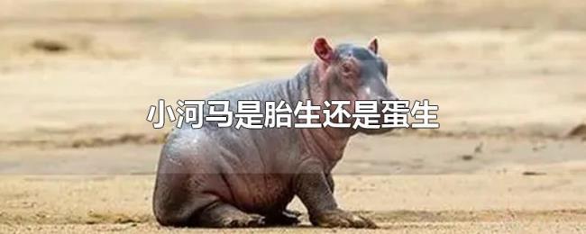 小河马是胎生还是蛋生