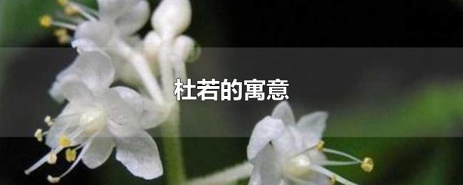 杜若的寓意 杜若的寓意