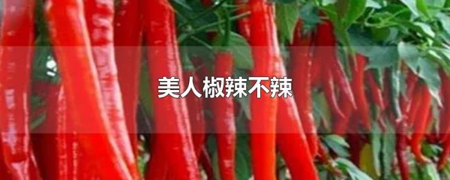 美人椒辣不辣