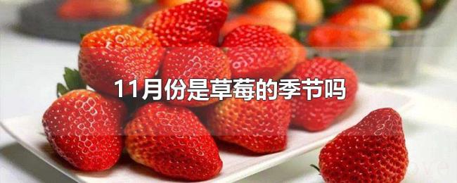 11月份是草莓的季节吗 11月份是草莓的季节吗