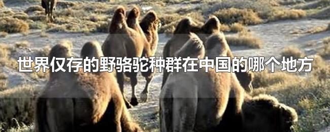 世界仅存的野骆驼种群在中国的哪个地方