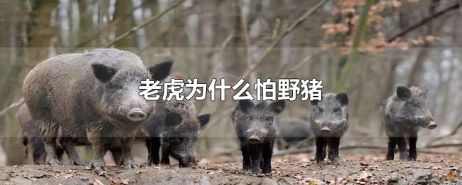 老虎为什么怕野猪