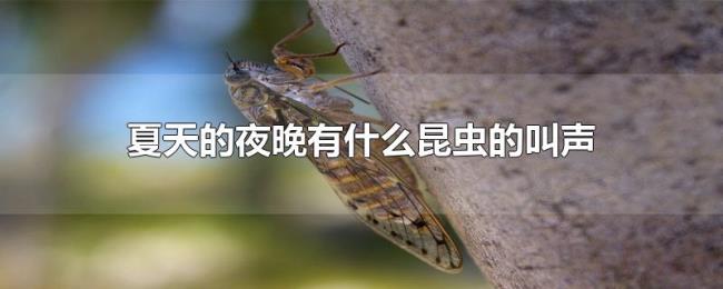 夏天的夜晚有什么昆虫的叫声