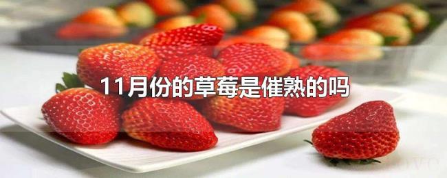 11月份的草莓是催熟的吗 11月份的草莓是催熟的吗