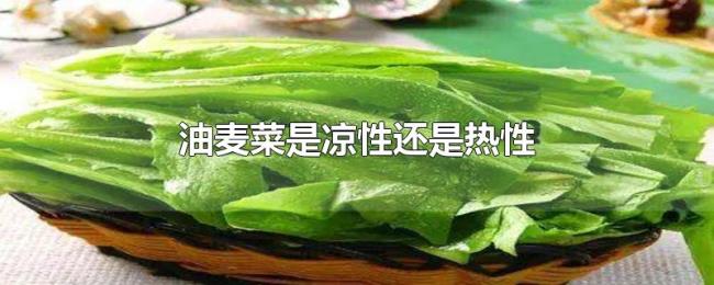 油麦菜是凉性还是热性 油麦菜是凉性还是热性