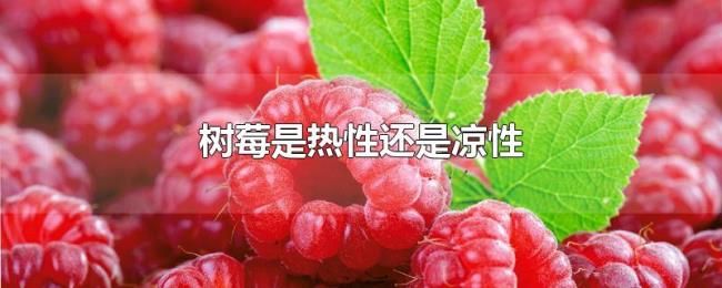 树莓是热性还是凉性 树莓是热性还是凉性