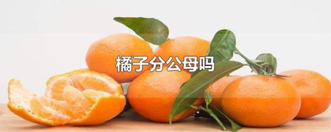 橘子分公母吗