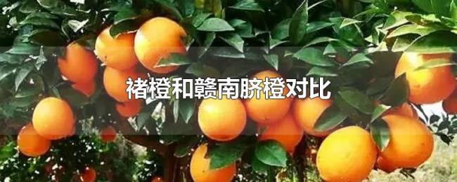 褚橙和赣南脐橙对比