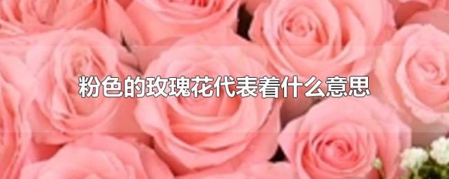 粉色的玫瑰花代表着什么意思 粉色的玫瑰花代表着什么意思