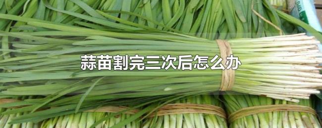 蒜苗割完三次后怎么办