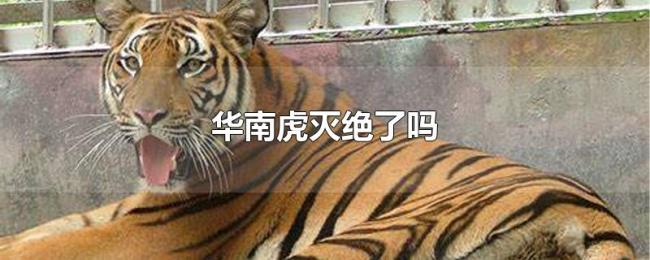 华南虎灭绝了吗 华南虎灭绝了吗