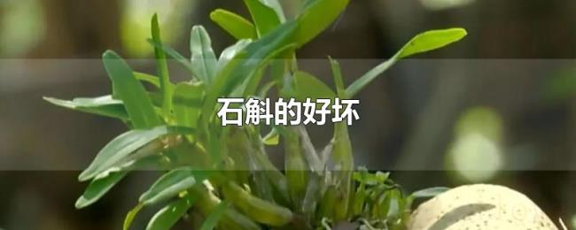 石斛的好坏