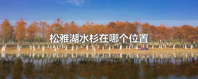 松雅湖水杉在哪个位置