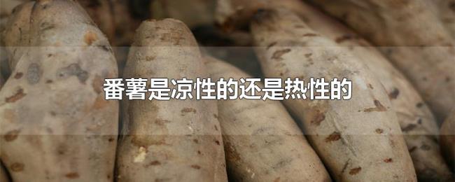 番薯是凉性的还是热性的