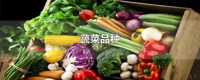 蔬菜品种 蔬菜品种