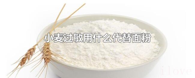 小麦过敏用什么代替面粉