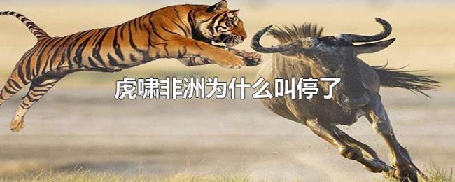 虎啸非洲为什么叫停了