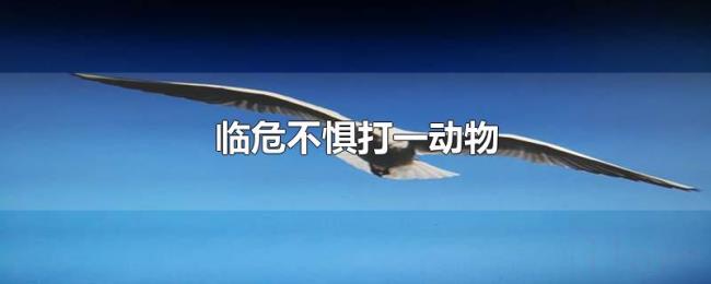 临危不惧打一动物 临危不惧打一动物