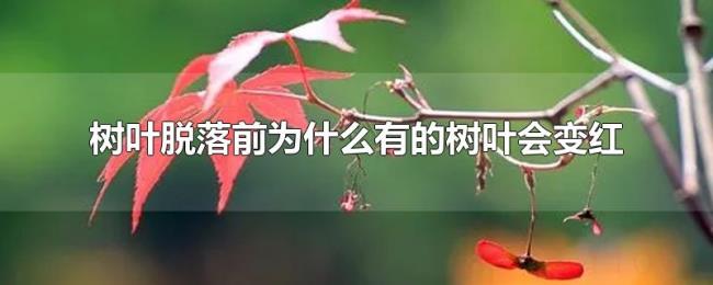 树叶脱落前为什么有的树叶会变红