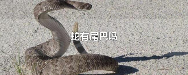 蛇有尾巴吗 蛇有尾巴吗