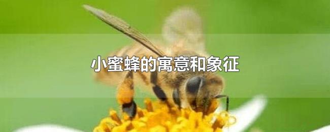 小蜜蜂的寓意和象征 小蜜蜂的寓意和象征