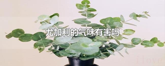 尤加利的气味有害吗