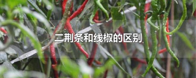 二荆条和线椒的区别
