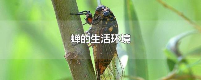 蝉的生活环境