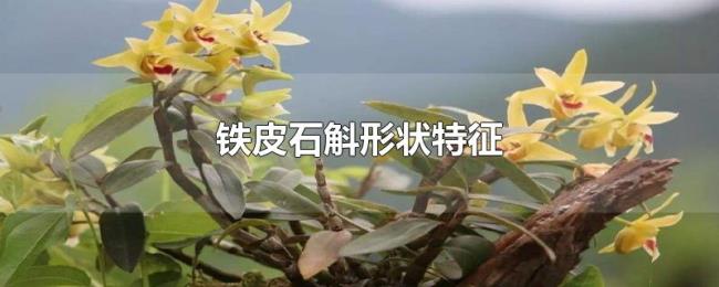 铁皮石斛形状特征