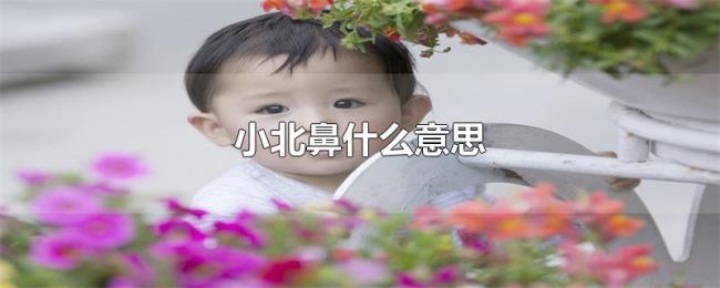 小北鼻什么意思 小北鼻什么意思
