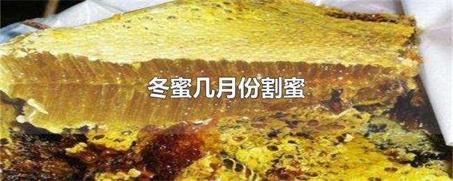 冬蜜几月份割蜜 冬蜜几月份割蜜