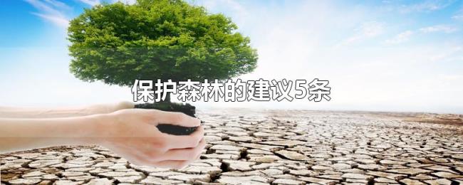 保护森林的建议5条