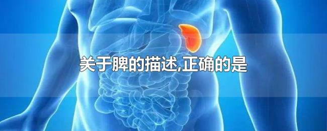 关于脾的描述,正确的是