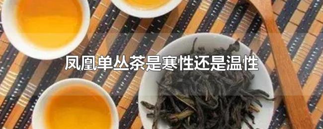 凤凰单丛茶是寒性还是温性 凤凰单丛茶是寒性还是温性
