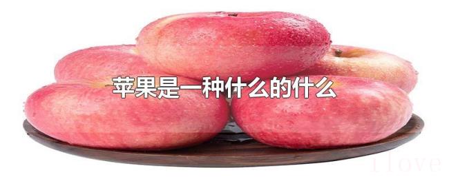 苹果是一种什么的什么