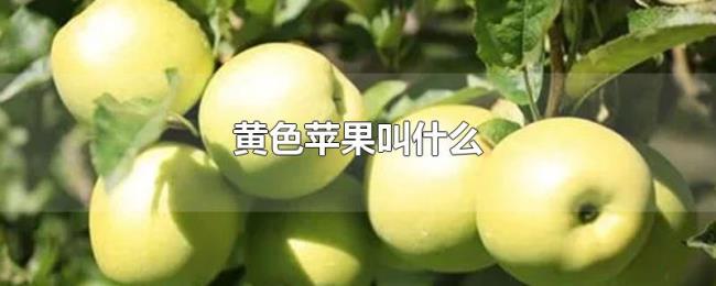 黄色苹果叫什么 黄色苹果叫什么