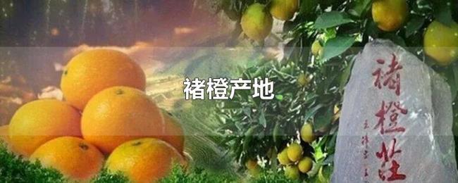 褚橙产地 褚橙产地