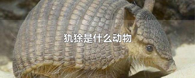 犰狳是什么动物 犰狳是什么动物