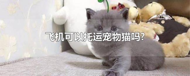 飞机可以托运宠物猫吗? 飞机可以托运宠物猫吗?